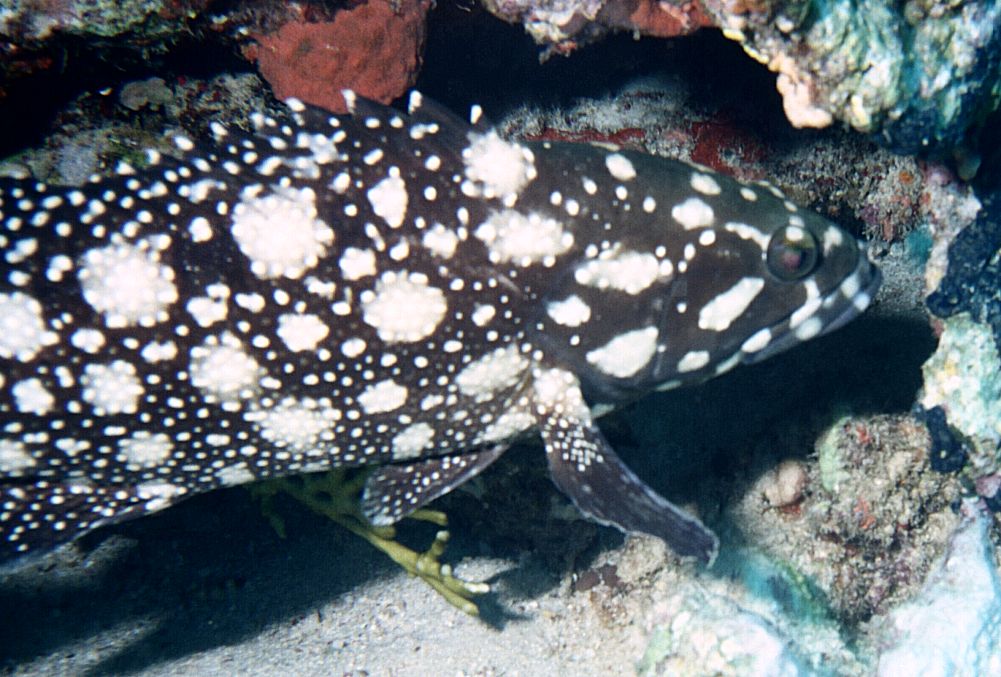 Epinephelus summana